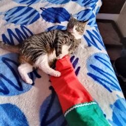 Lost Male Cat last seen Van nuys and Roscoe blvd, Los Angeles, CA 91402