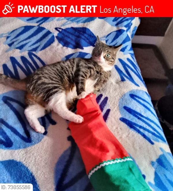 Lost Male Cat last seen Van nuys and Roscoe blvd, Los Angeles, CA 91402