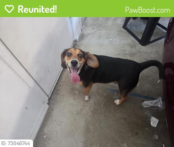 Reunited Male Dog last seen Mansford Dr., Melbourne, FL 32940