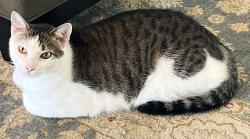 Lost Male Cat last seen Hibiscus Trail and Andrews Dr., Melbourne Beach, FL 32951