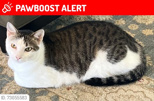 Lost Male Cat last seen Hibiscus Trail and Andrews Dr., Melbourne Beach, FL 32951