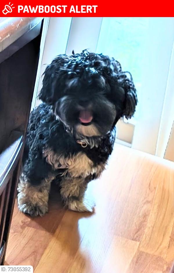 Lost Male Dog last seen Hil mar drive, Suitland-Silver Hill, MD 20747