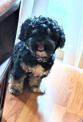 Lost Male Dog last seen Hil mar drive, Suitland-Silver Hill, MD 20747