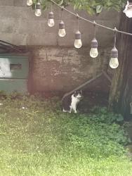 Lost Unknown Cat last seen John St, Lynbrook, NY 11563