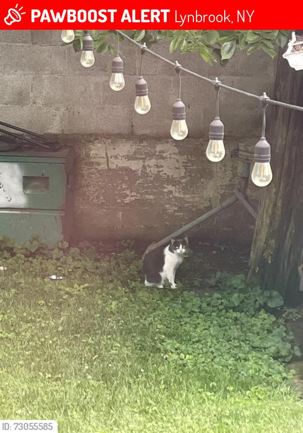 Lost Unknown Cat last seen John St, Lynbrook, NY 11563