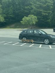 Found/Stray Unknown Dog last seen Came from the woods by the Chickfla, Dalton, GA 30721