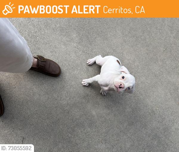 Found/Stray Male Dog last seen Cerritos Park, Cerritos, CA 90703