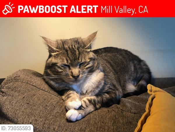 Lost Female Cat last seen Todd Way, Mill Valley, CA 94941