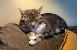 Lost Female Cat last seen Todd Way, Mill Valley, CA 94941