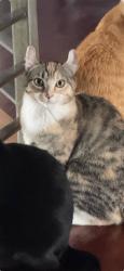 Lost Female Cat last seen Foster Ave, St. Eugene Church, Norridge, IL 60706