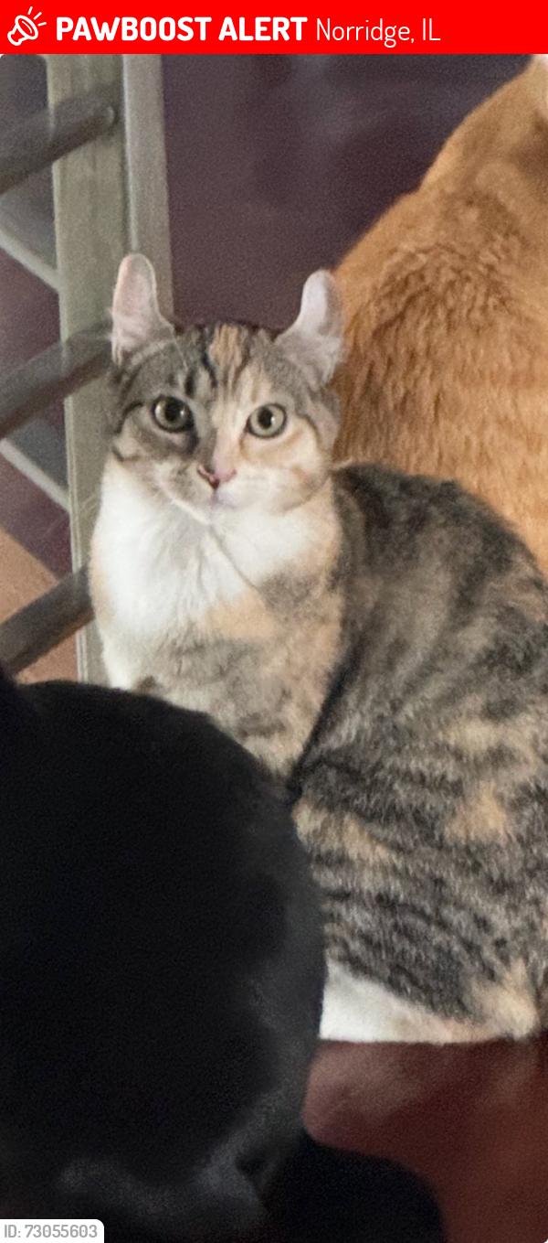 Lost Female Cat last seen Foster Ave, St. Eugene Church, Norridge, IL 60706