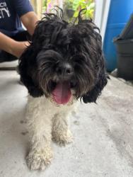 Found/Stray Male Dog last seen Near de 193 dr, Cutler Bay, FL 33157