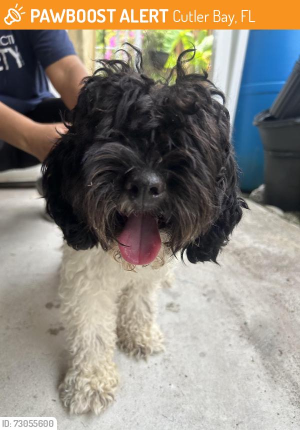 Found/Stray Male Dog last seen Near de 193 dr, Cutler Bay, FL 33157