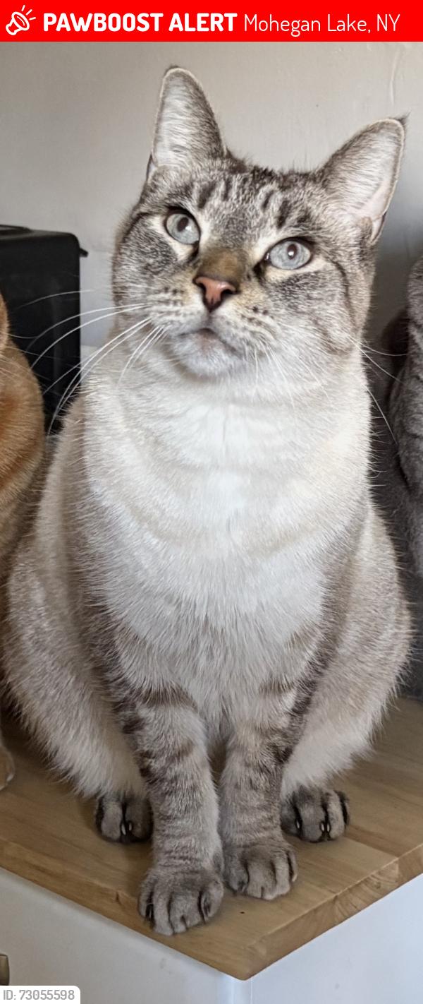 Lost Male Cat last seen Wild fusion, Mohegan Lake, NY 10547