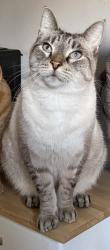 Lost Male Cat last seen Wild fusion, Mohegan Lake, NY 10547