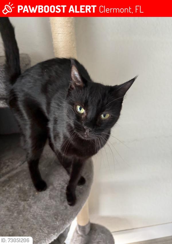 Lost Female Cat last seen Glossy Leaf Ln and White Blossom, Clermont, FL 34711