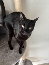 Lost Female Cat last seen Glossy Leaf Ln and White Blossom, Clermont, FL 34711