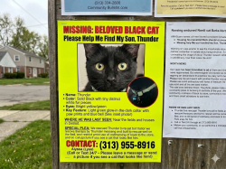 Lost Male Cat last seen Near Lyndon St Detroit, MI 48223 United States, Detroit, MI 48223