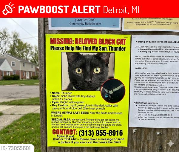 Lost Male Cat last seen Near Lyndon St Detroit, MI 48223 United States, Detroit, MI 48223