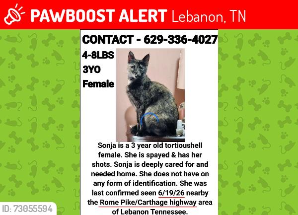 Lost Female Cat last seen alongside Carthage Highway & Rome Pike, Lebanon, TN 37087