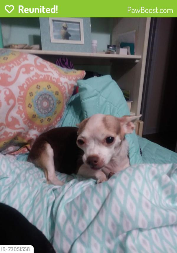 Reunited Female Dog last seen Overlook and crest drive, Titusville, FL 32780