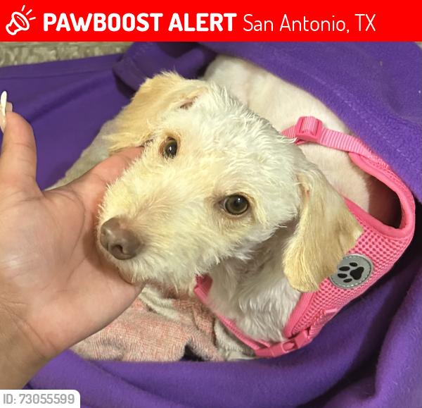 Lost Female Dog last seen Saltillo st, San Antonio, TX 78207