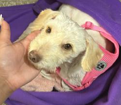 Lost Female Dog last seen Saltillo st, San Antonio, TX 78207