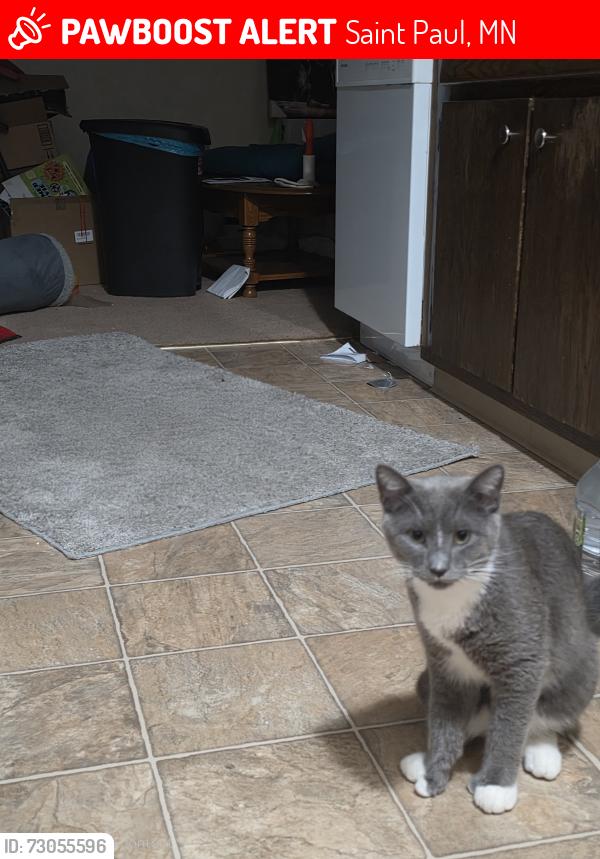 Lost Male Cat last seen Walmart parking lot, Saint Paul, MN 55118