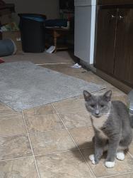 Lost Male Cat last seen Walmart parking lot, Saint Paul, MN 55118