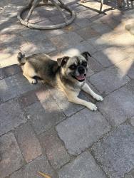 Found/Stray Male Dog last seen Bermuda and Edgeworth 89123, Las Vegas Valley, NV 89123