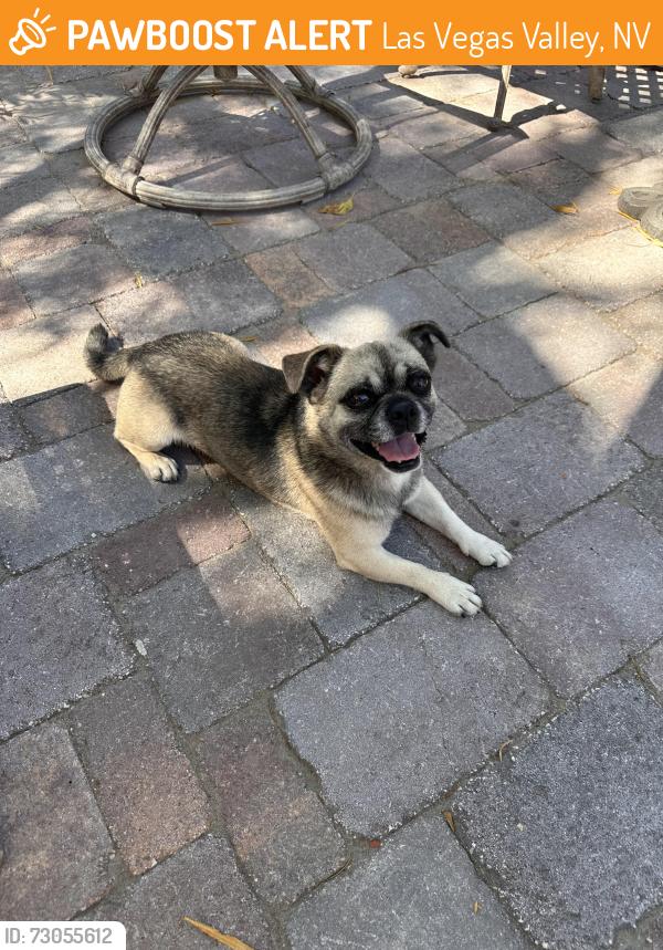 Found/Stray Male Dog last seen Bermuda and Edgeworth 89123, Las Vegas Valley, NV 89123