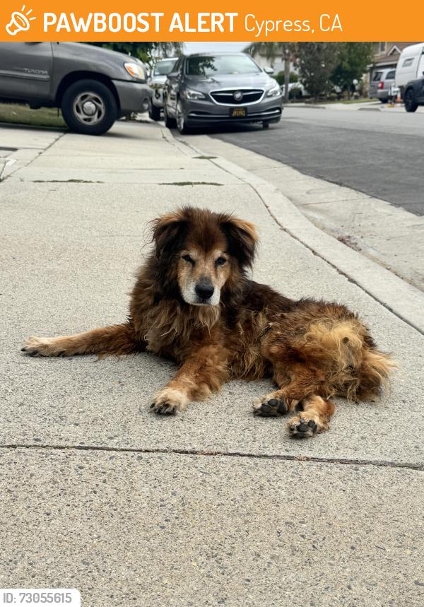 Found/Stray Unknown Dog last seen neighborhood by cerritos/knott, Cypress, CA 90630