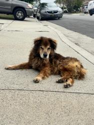 Found/Stray Unknown Dog last seen neighborhood by cerritos/knott, Cypress, CA 90630