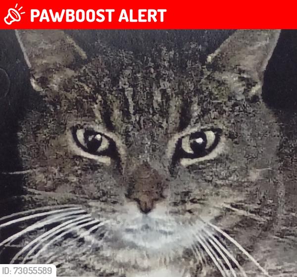 Lost Female Cat last seen Route 210, Johnston County, NC 27524