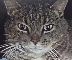 Lost Female Cat last seen Route 210, Johnston County, NC 27524