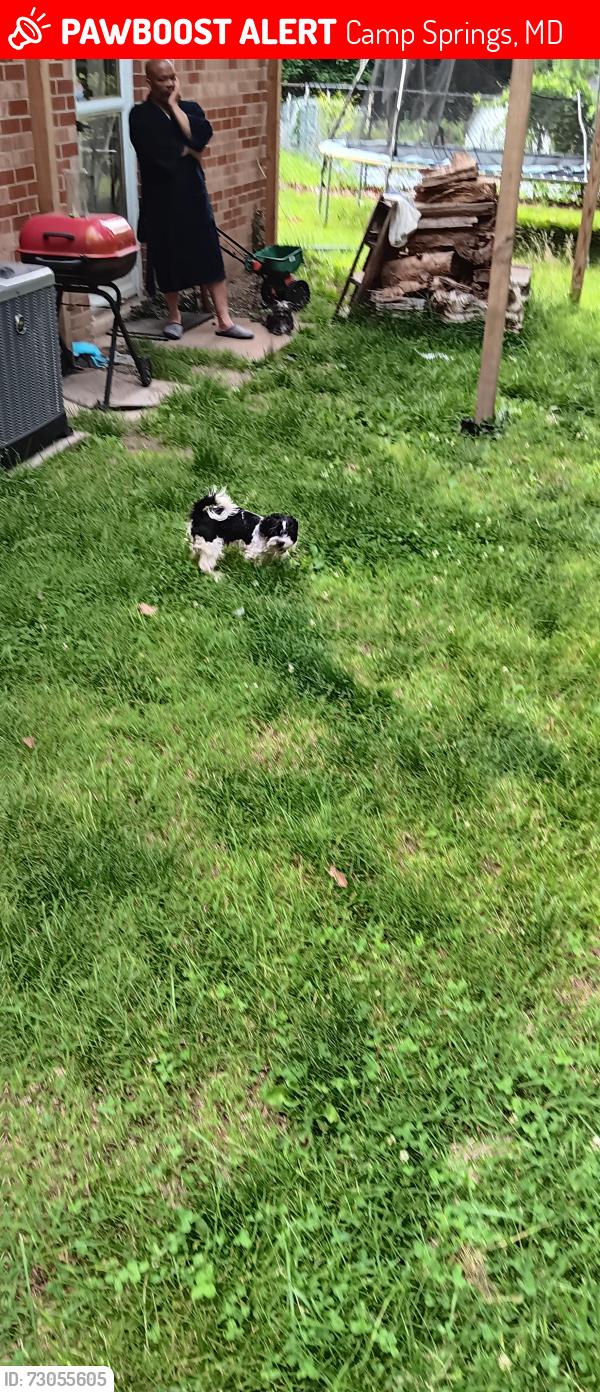 Lost Female Dog last seen Temple Hill road., Camp Springs, MD 20748