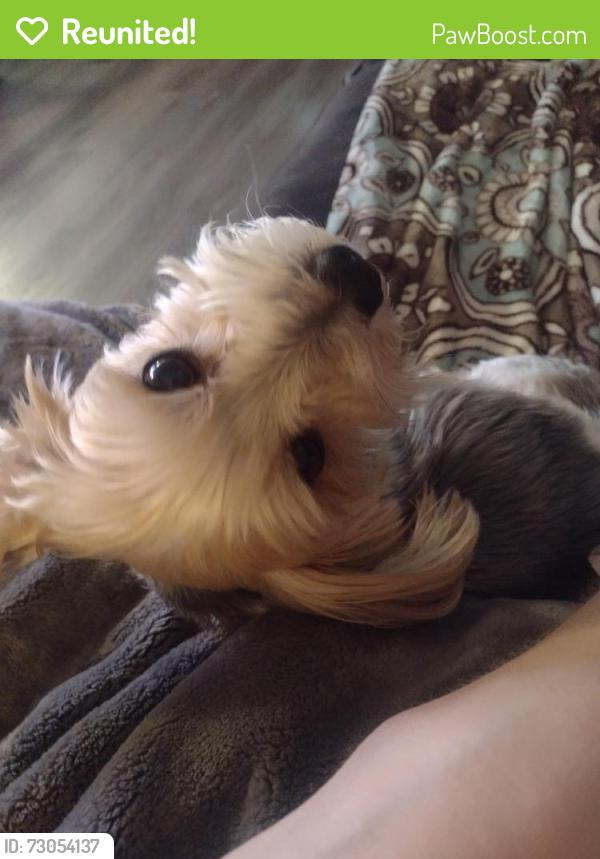 Reunited Male Dog last seen 136th, Puyallup, WA 98374