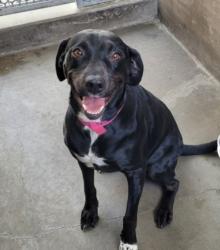 Shelter Stray Female Dog last seen , 14409 Vanowen St, Van Nuys, CA 91405, USA