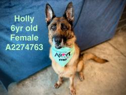 Shelter Stray Female Dog last seen , 14409 Vanowen St, Van Nuys, CA 91405, USA