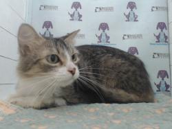 Shelter Stray Female Cat last seen , 2769 Conroy Rd, Orlando, FL 32839, USA