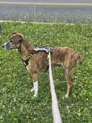 Lost Male Dog last seen Running Towards Interstate 495 from 1401 Northeast Blvd, Wilmington DE, 19802., Wilmington, DE 19803