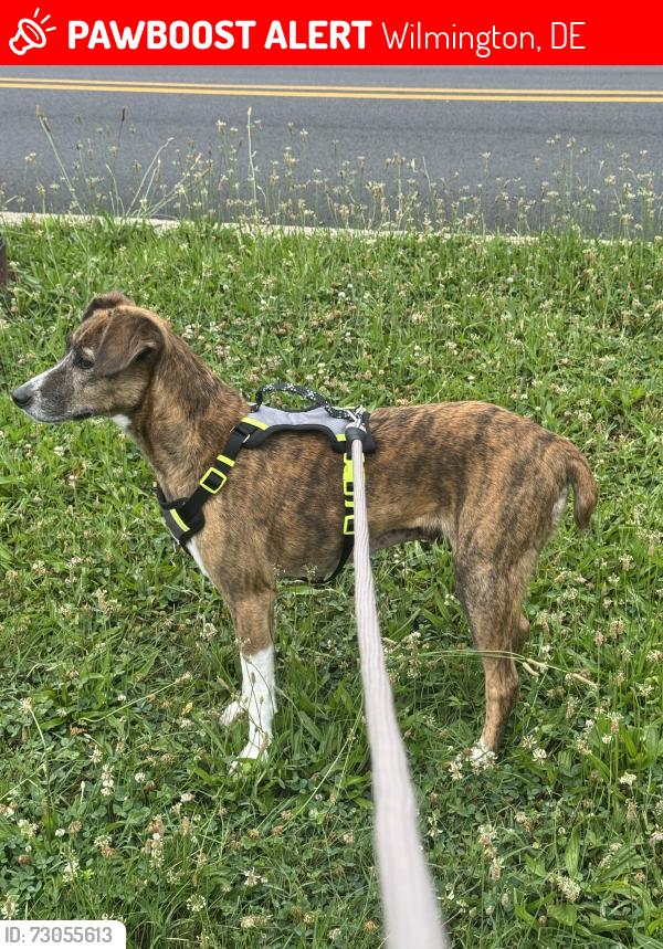 Lost Male Dog last seen Running Towards Interstate 495 from 1401 Northeast Blvd, Wilmington DE, 19802., Wilmington, DE 19803