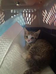 Shelter Stray Male Cat last seen BERKSHIRE ST BAKERSFIELD, 201 S Mt Vernon Ave, Bakersfield, CA 93307, USA