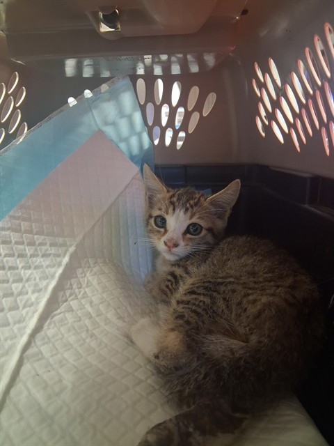 Shelter Stray Male Cat last seen BERKSHIRE ST BAKERSFIELD, 201 S Mt Vernon Ave, Bakersfield, CA 93307, USA