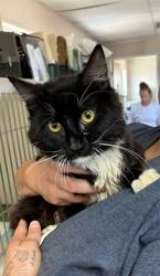 Shelter Stray Male Cat last seen ABANDONED AT SHELTER, 201 S Mt Vernon Ave, Bakersfield, CA 93307, USA