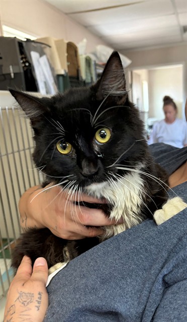 Shelter Stray Male Cat last seen ABANDONED AT SHELTER, 201 S Mt Vernon Ave, Bakersfield, CA 93307, USA
