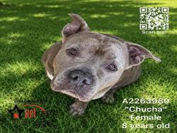 Shelter Stray Female Dog last seen , 1850 W 60th St, Los Angeles, CA 90047, USA