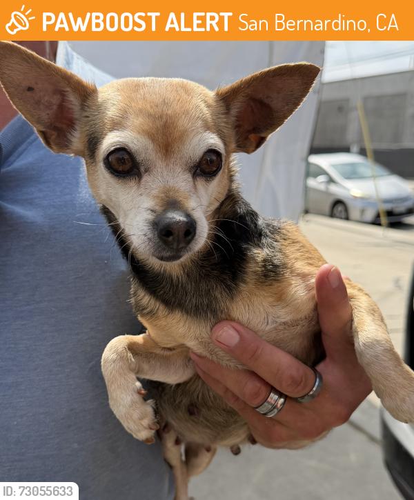 Found/Stray Female Dog last seen Arroyo Valley High School , San Bernardino, CA 92401