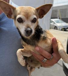 Found/Stray Female Dog last seen Arroyo Valley High School , San Bernardino, CA 92401