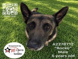 Shelter Stray Male Dog last seen , 1850 W 60th St, Los Angeles, CA 90047, USA